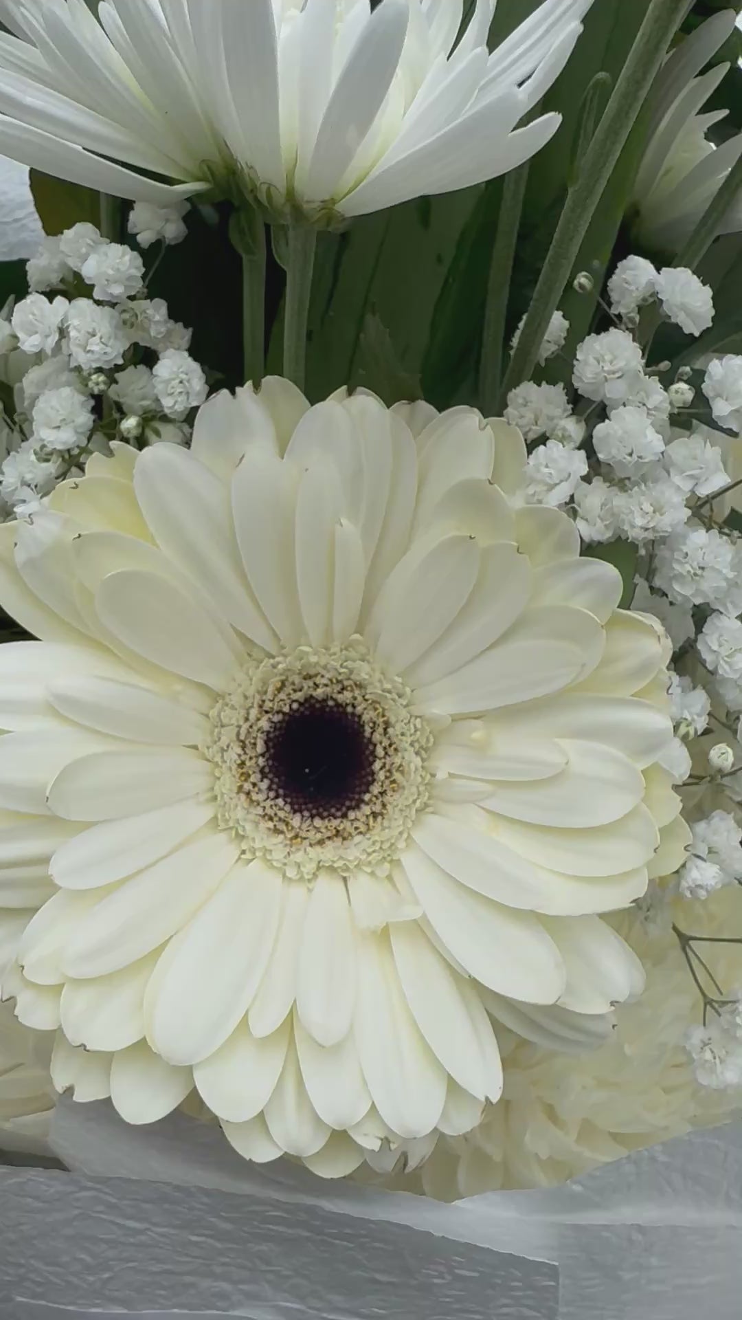 Whisper of White